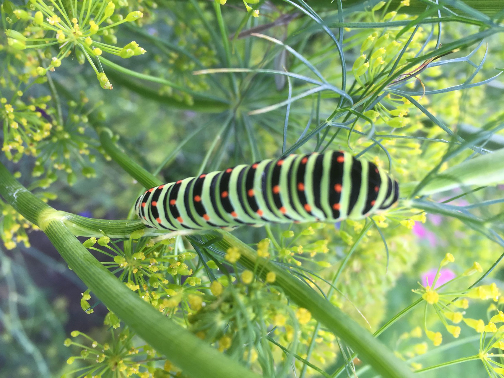 Chenille de machaon sur un fenouil. 