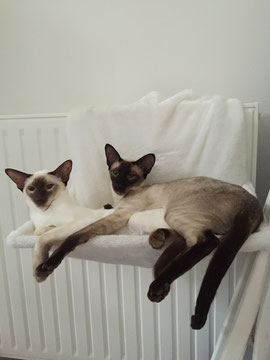 Jade et Jules (deux de nos siamois LOOF).