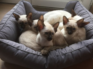 La portée d'Isis du 21 octobre 2015.