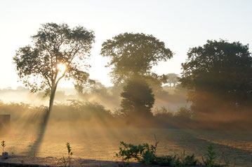 Brume matinale début septembre dans les arbres entourant le jardin.