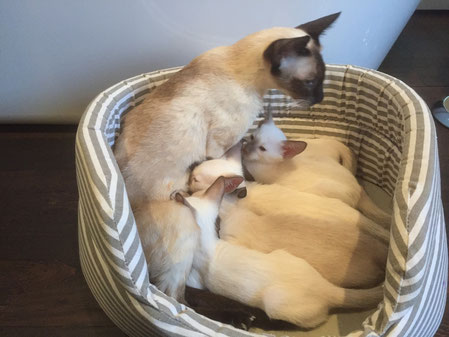 Isis donnant la tétée à ses 5 chatons.