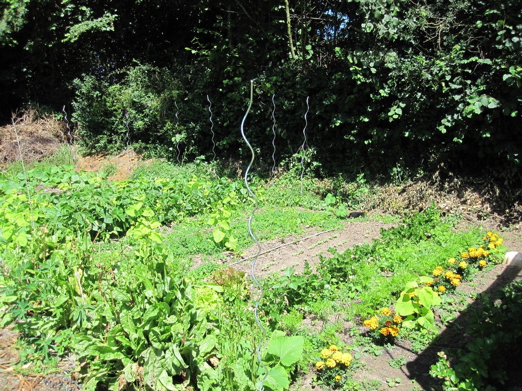 Le potager.