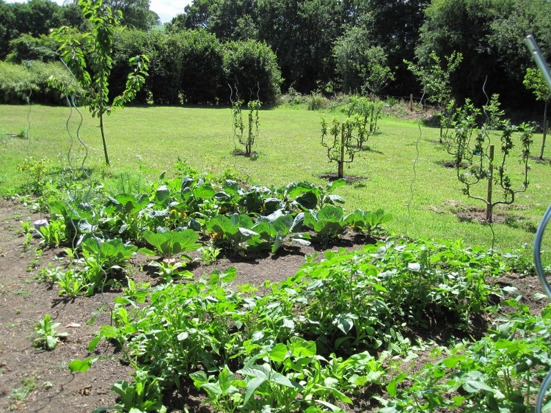 Mes courgettes Kokopelli.