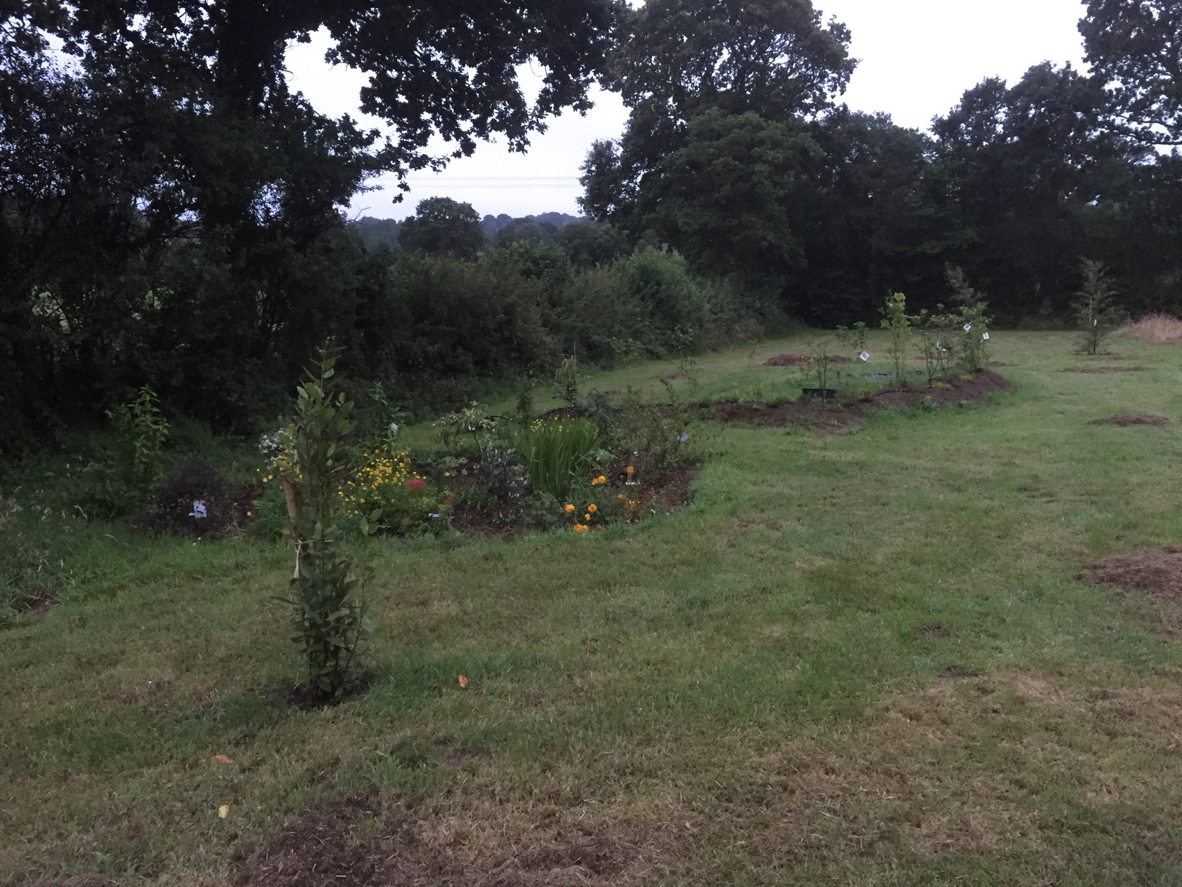 Le nouveau jardin, petit bosquet.