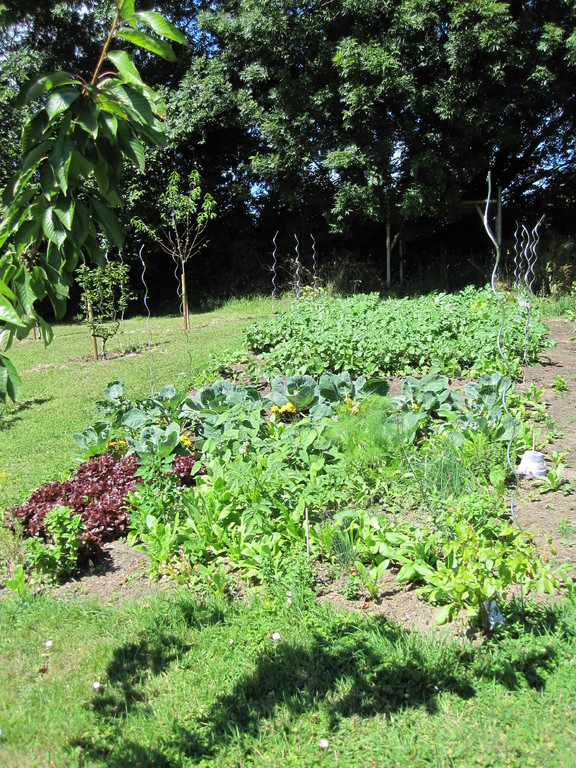 Le potager.