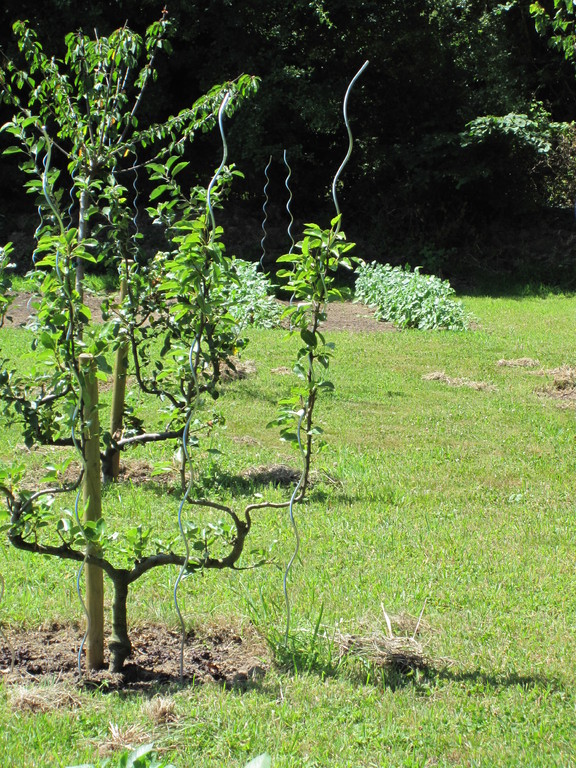 Les fruitiers en doubles palmettes.