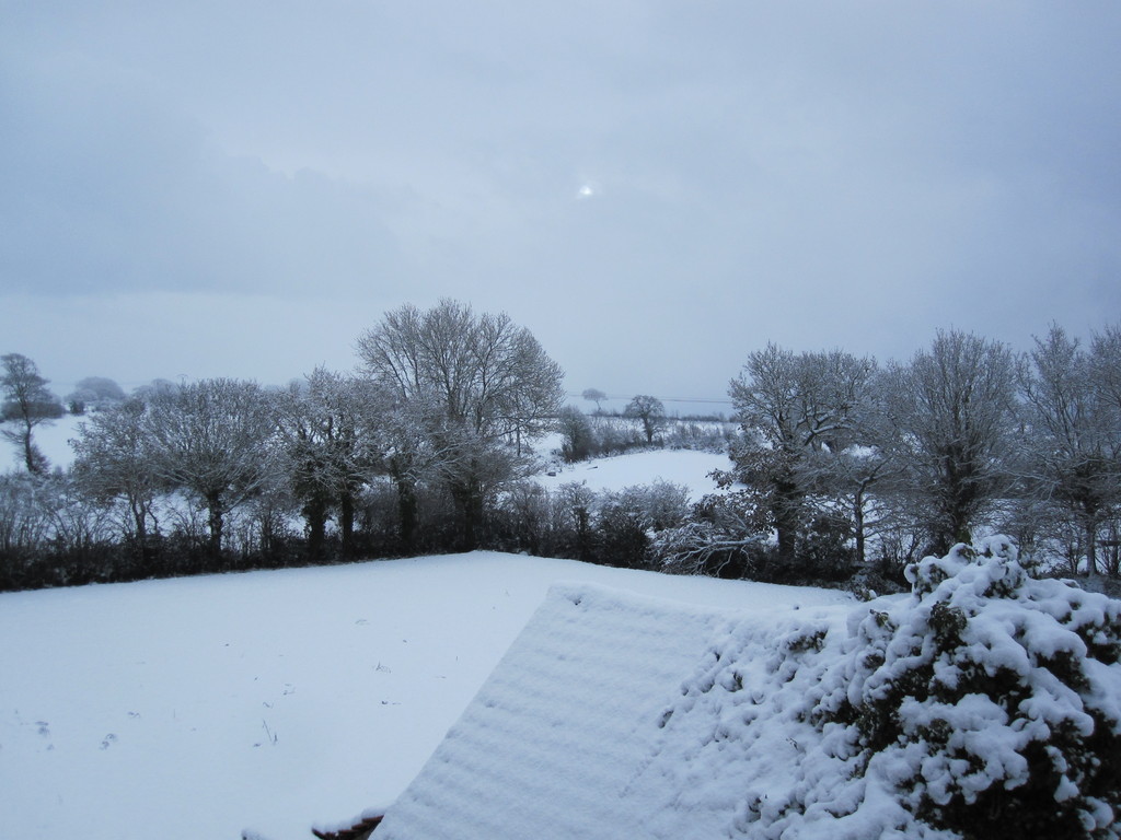 Le jardin sous la neige.